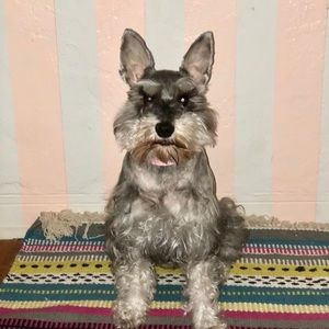 Meet your Posher, Hazel
